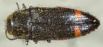 Media type: image;   Entomology 8032 Aspect: habitus dorsal view